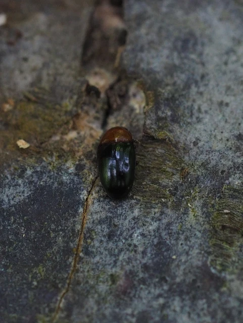Triplax rufipes - feketehasú tarbogár