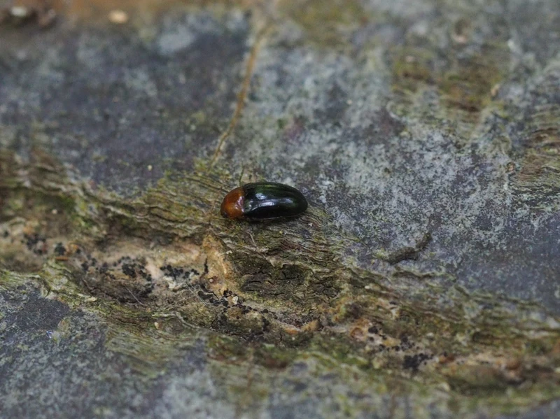 Triplax rufipes - feketehasú tarbogár