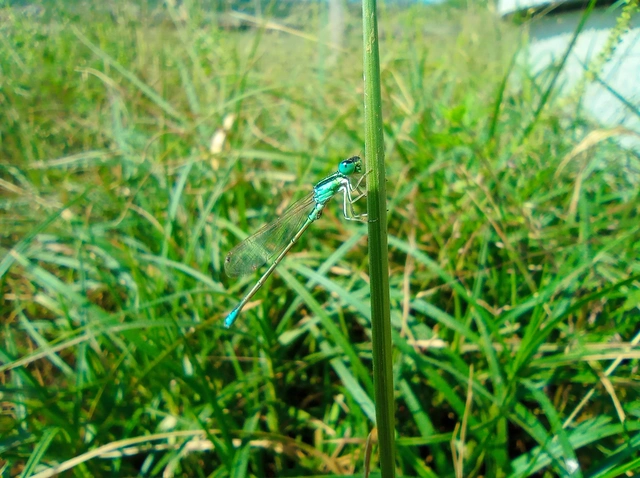 Ischnura pumilio - apró légivadász