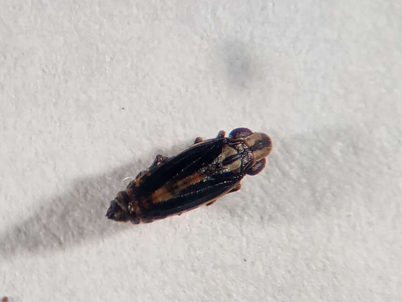 Ommatidiotus dissimilis