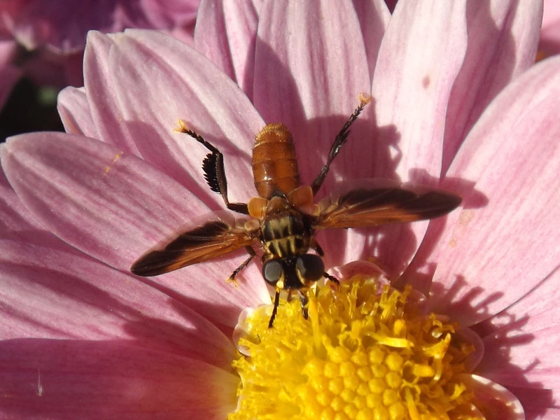 Trichopoda pictipennis - tollaslábú poloskalégy