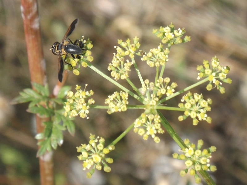Trichopoda pictipennis - tollaslábú poloskalégy
