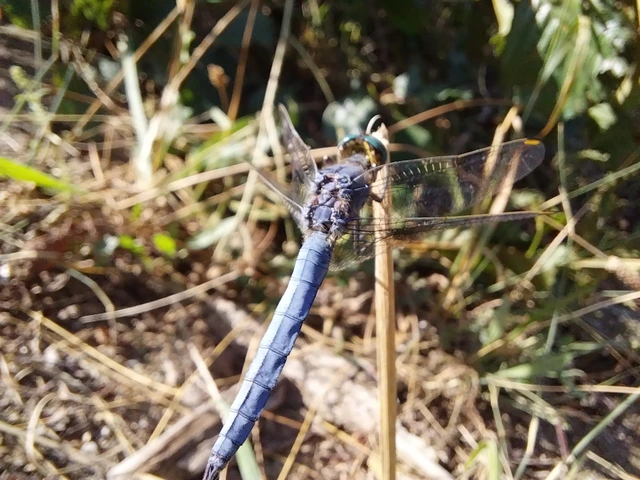 Orthetrum coerulescens - karcsú pásztorszitakötő