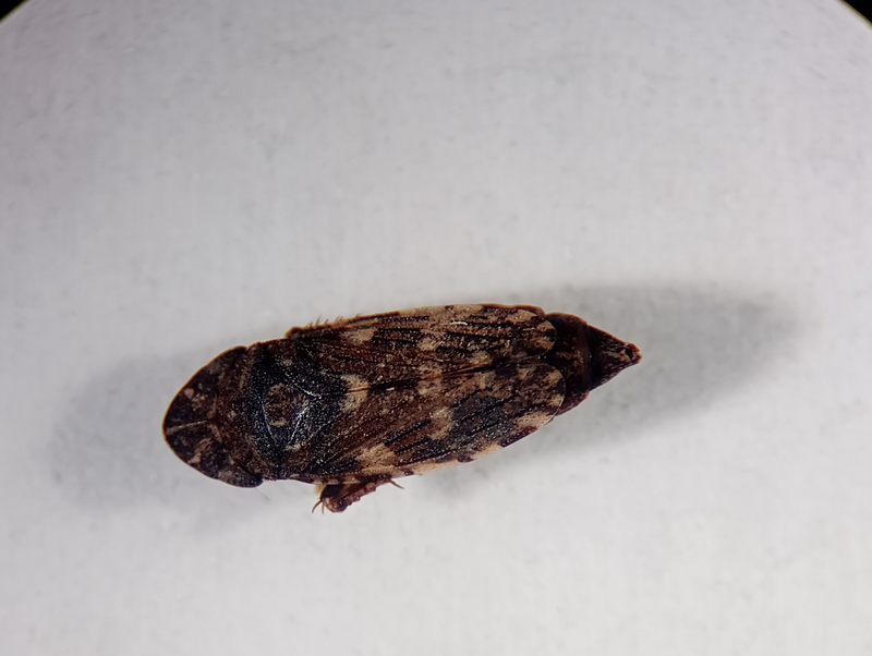 Aphrodes bicinctus