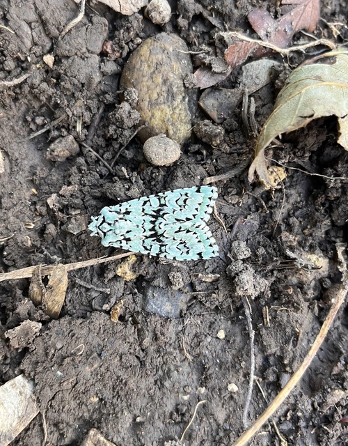 Griposia aprilina - őszi zöldbagoly