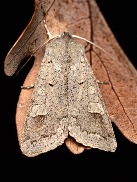 Ammoconia caecimacula - szürke őszibagoly