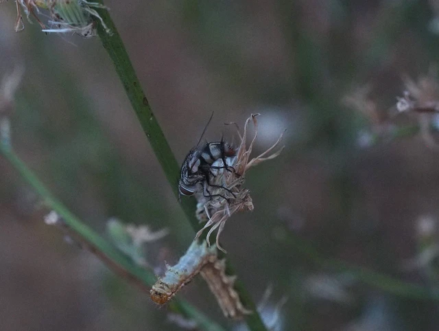 Tachinidae - fürkészlegyek