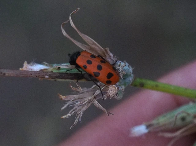 Mylabris crocata - pettyes hólyaghúzó Mylabris crocata - pettyes hólyaghúzó