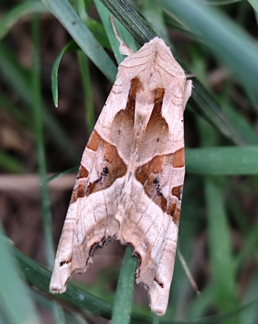 Phlogophora meticulosa - vándorló csipkésbagoly