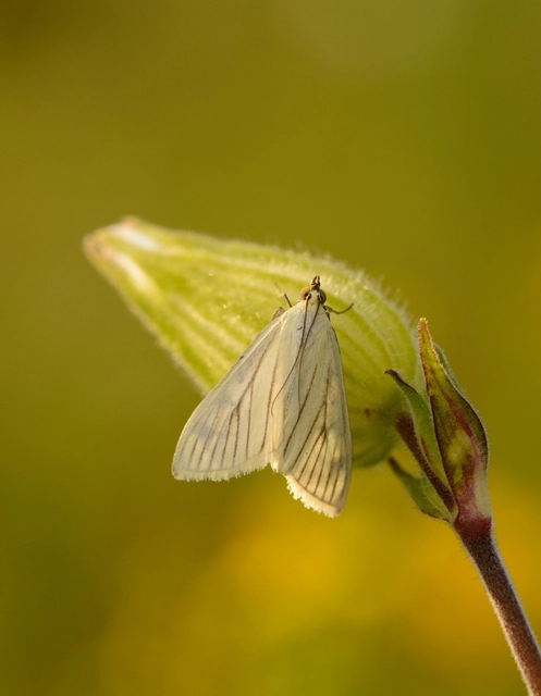Sitochroa palealis - kénszárnyú dudvamoly