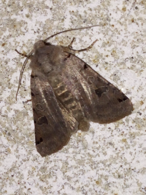 Anchoscelis litura - tarka őszibagoly