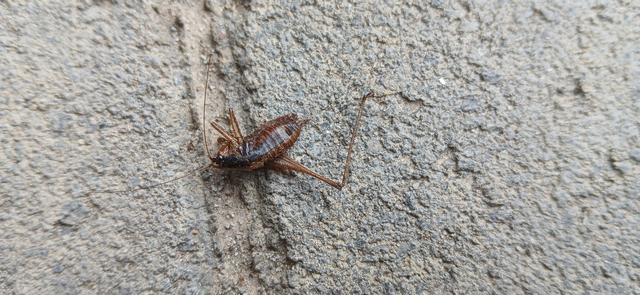 Yersinella raymondi