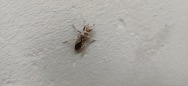 Coranus