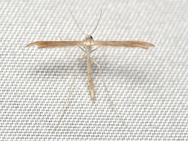 Pterophoridae - tollasmolyfélék