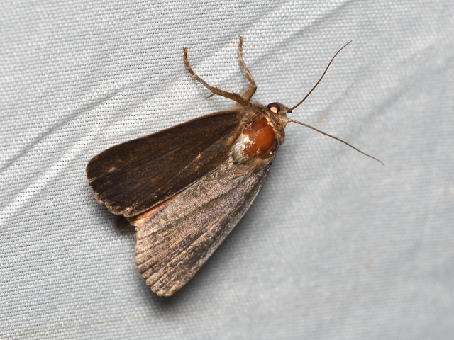 Amphipyra livida - zsírfényű bagoly