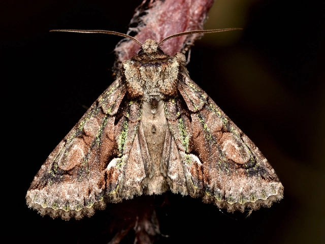 Allophyes oxyacanthae - galagonyabagoly