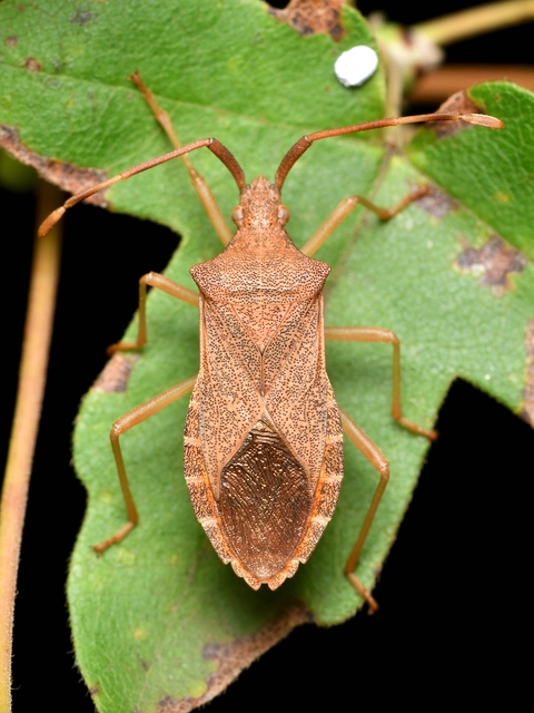 Gonocerus acuteangulatus - aranypetés karimáspoloska