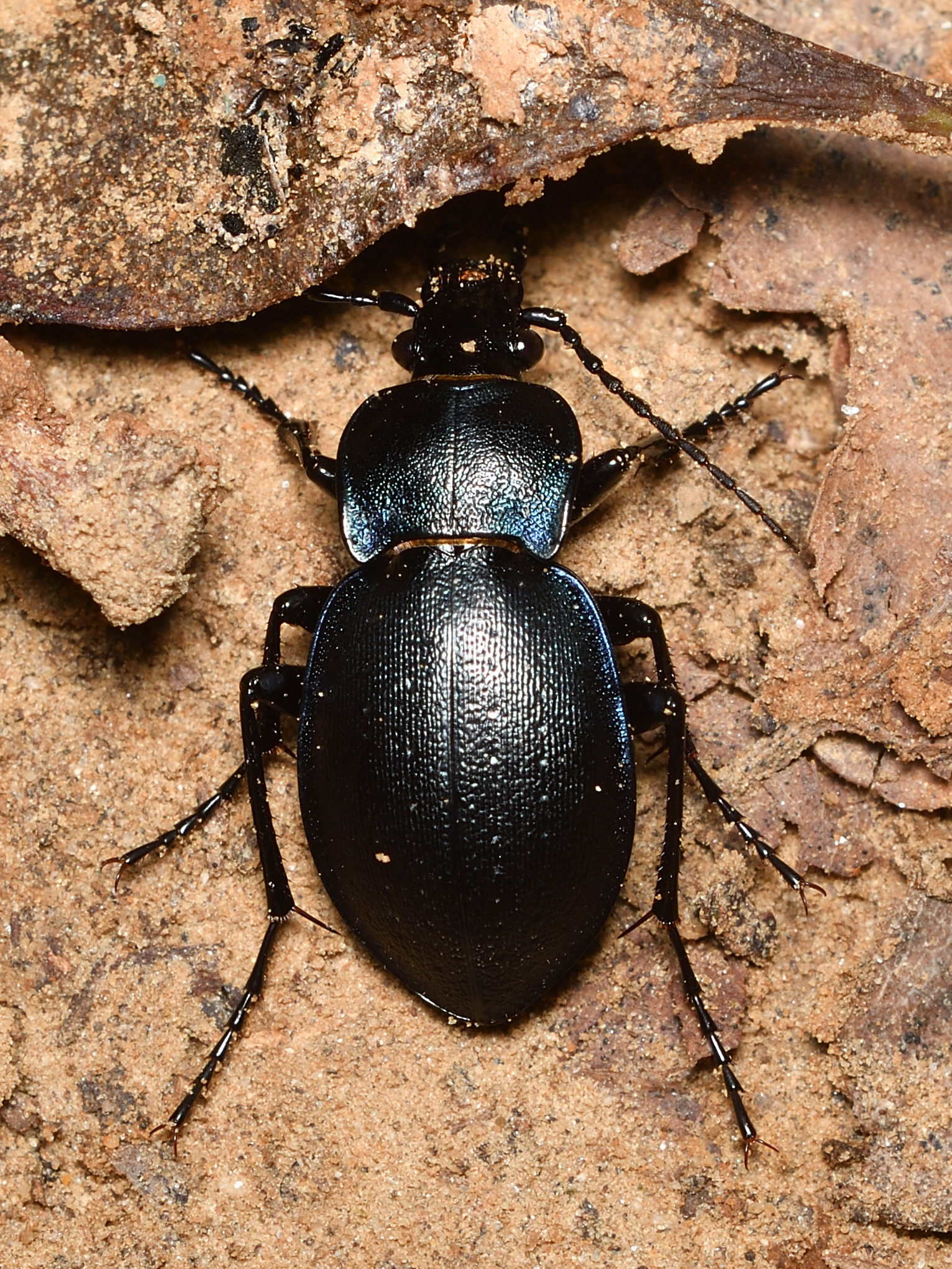 Carabus convexus - selymes futrinka
