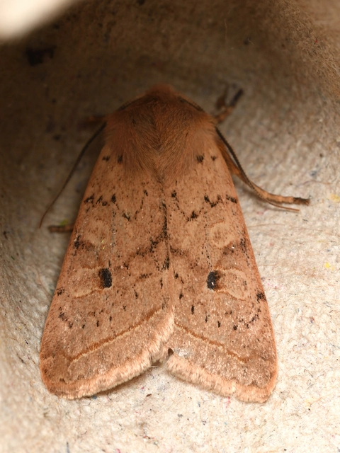 Leptologia macilenta - gyertyán-őszibagoly