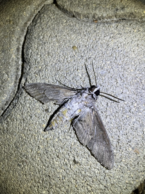Agrius convolvuli - szulákszender