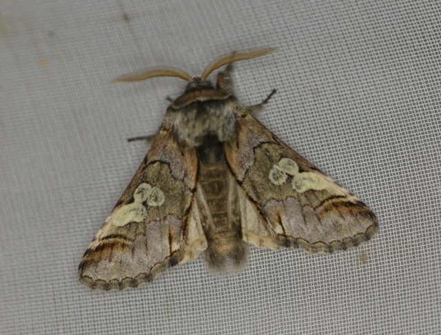 Diloba caeruleocephala - őszi kékesbagoly