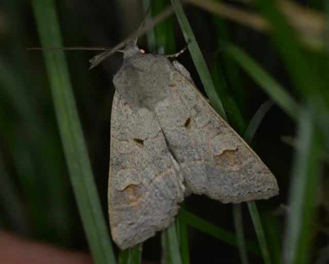 Ammoconia caecimacula - szürke őszibagoly