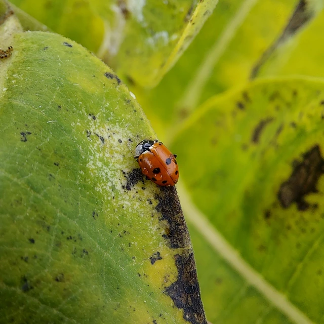 Hippodamia variegata - tizenhárompettyes katica