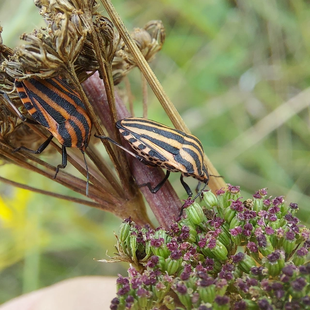 Graphosoma italicum - csíkos pajzsospoloska