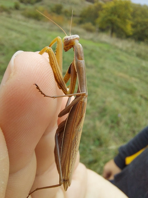 Mantis religiosa - imádkozósáska