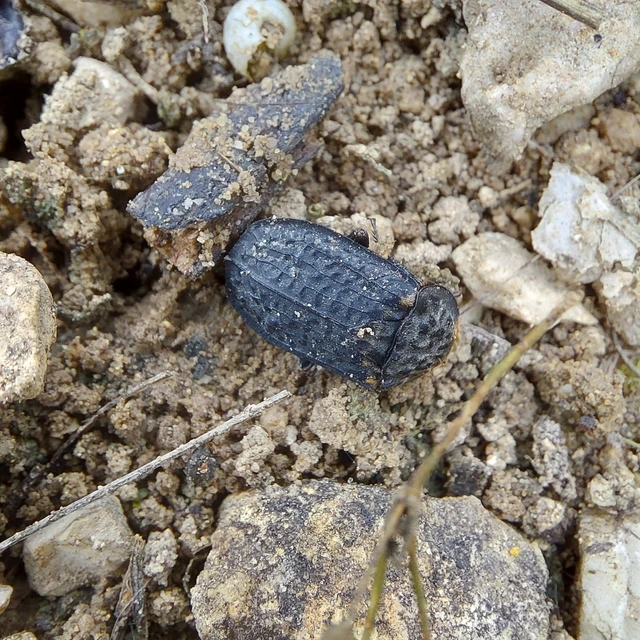 Thanatophilus rugosus - ripacsos dögbogár