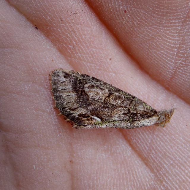 Allophyes oxyacanthae - galagonyabagoly