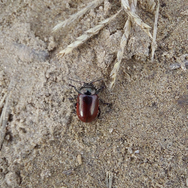 Chrysolina marginata - nyúlánk szegélyeslevelész