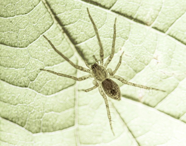 Anyphaena accentuata - jegyespók