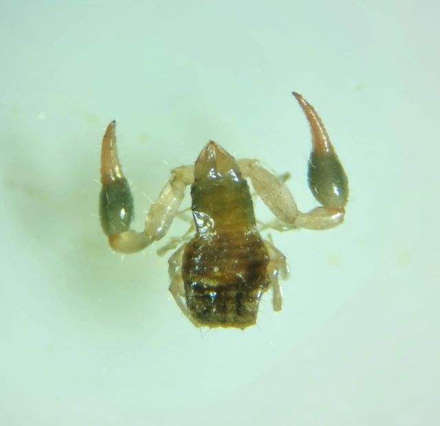Pseudoscorpionida - Álskorpiók