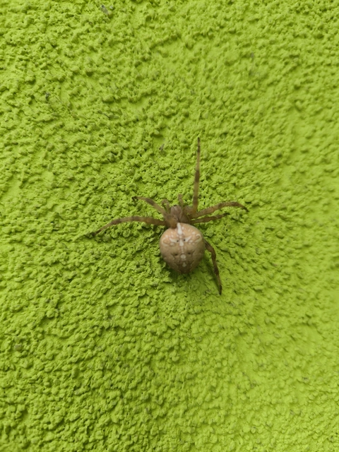 Araneus diadematus - koronás keresztespók