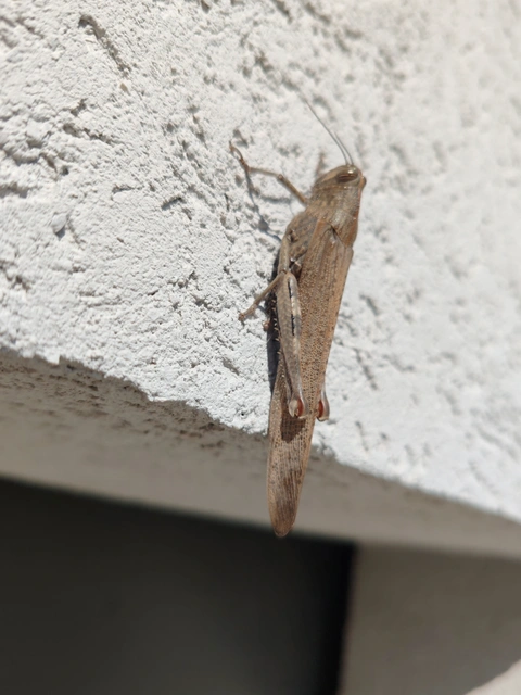 Anacridium aegyptium - egyiptomi sáska