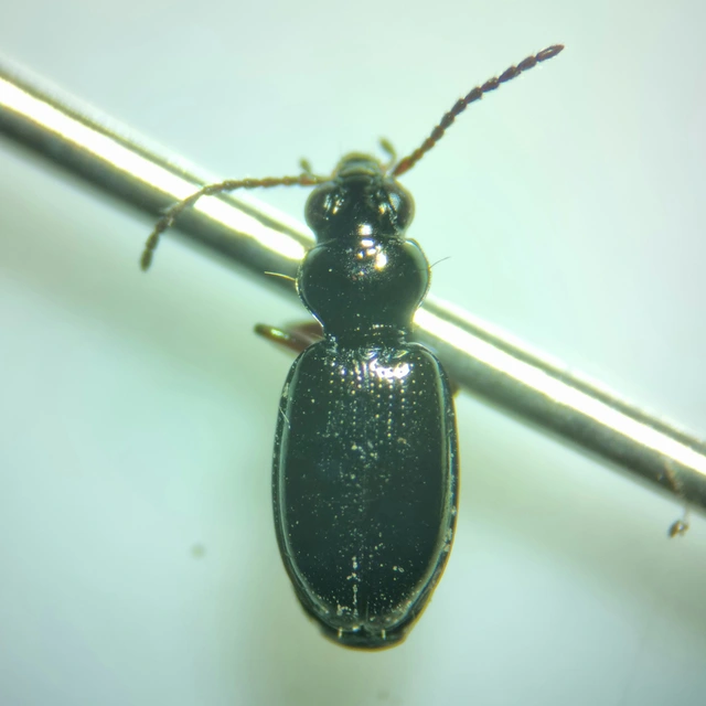 Bembidion lampros - erdei gyorsfutó