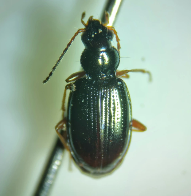 Bembidion lampros - erdei gyorsfutó