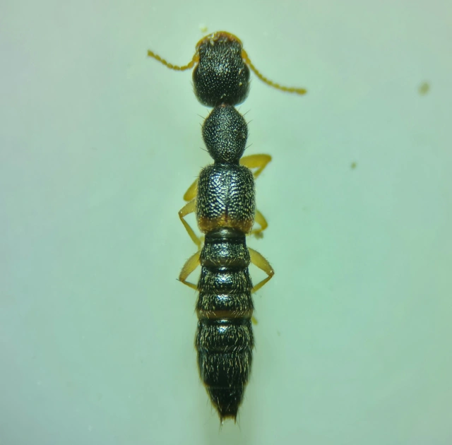 Astenus immaculatus - ligeti köviholyva