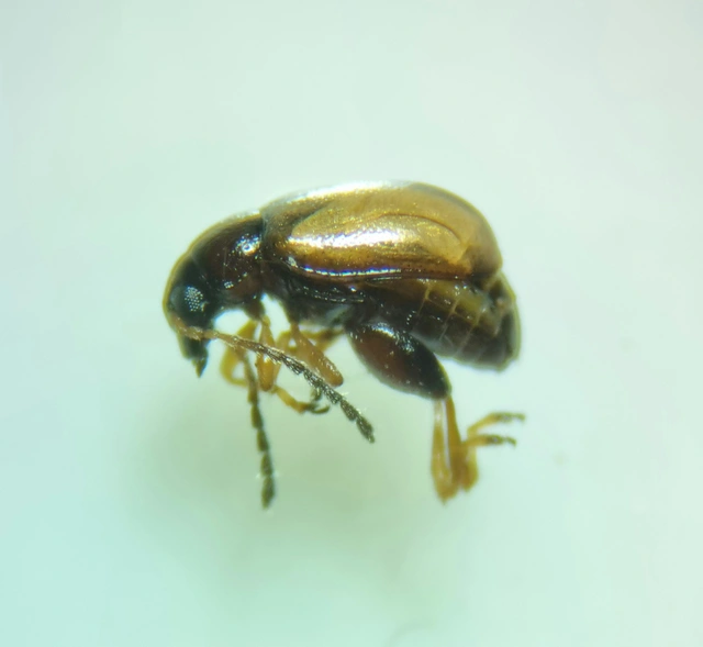 Longitarsus