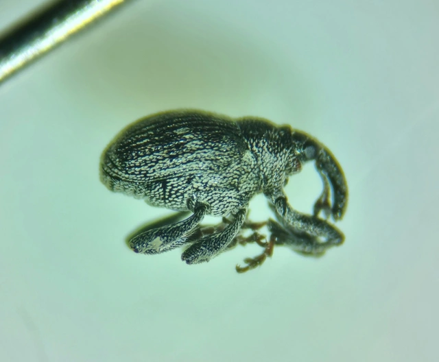 Nedyus quadrimaculatus - közönséges csalánormányos