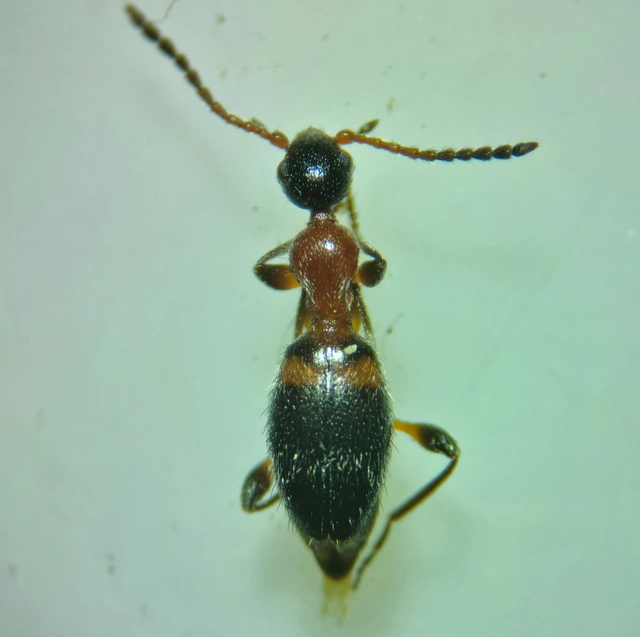 Anthelephila pedestris - hangyaszerű fürgebogár