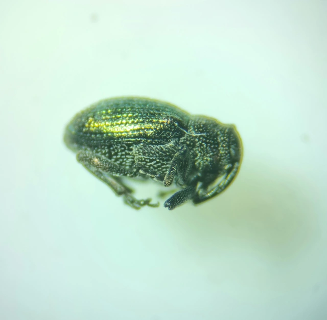 Ceutorhynchus erysimi - kis repcsény-ceutormányos