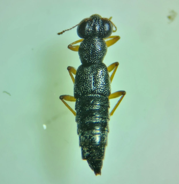 Stenus ochropus - fényes szemesholyva