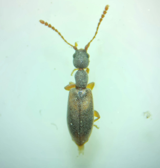Endomia tenuicollis - keskenynyakú fürgebogár