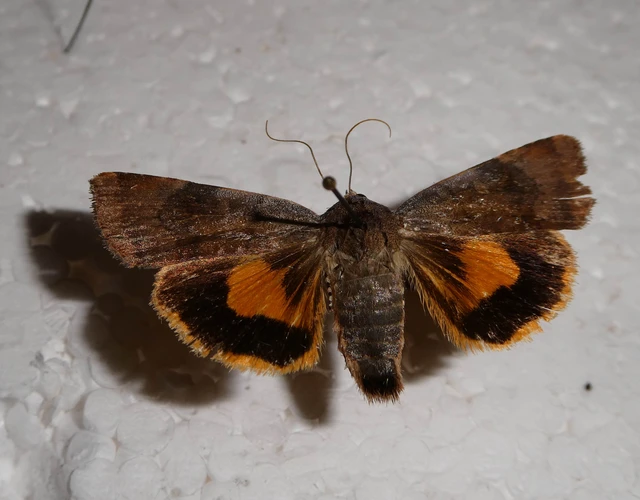 Noctua janthe - lappangó sárgafűbagoly