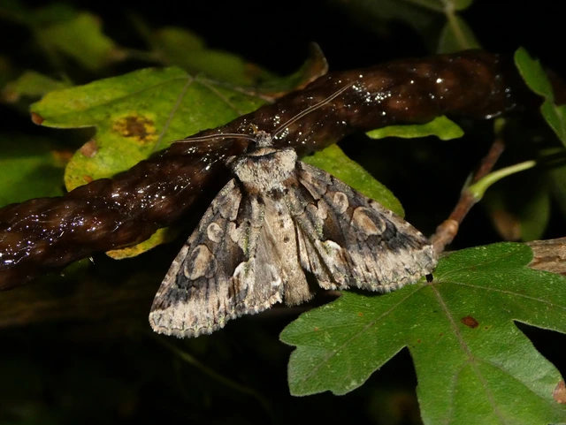 Allophyes oxyacanthae - galagonyabagoly