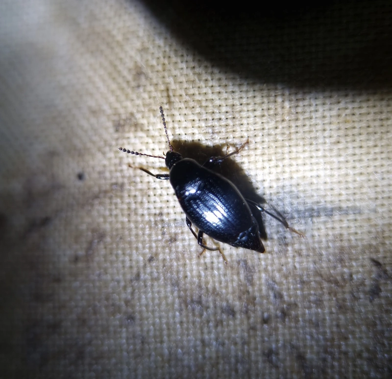 Scaphium immaculatum - görbelábú sajkabogár