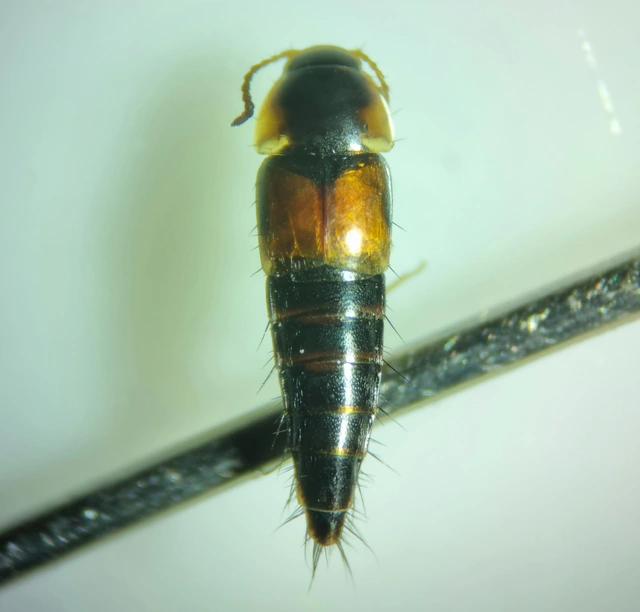 Tachyporus hypnorum - közönséges kószaholyva