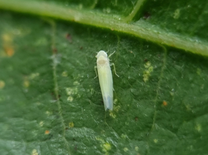 Ficocyba ficaria - fehér fügekabóca